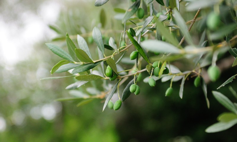olives-trees-800×480