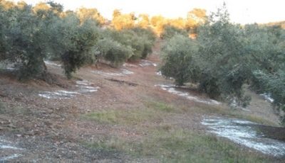 abonado Abonado olivar
