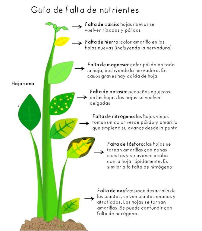 Guía rápida de falta de nutrientes en cultivos