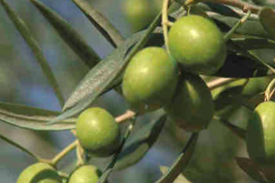 olivar_otonyo Olivar otoño