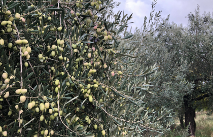 Tratamiento para el olivar en Otoño Tratamiento-olivar-otoño