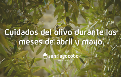 Cuidados del olivo durante los meses de abril y mayo