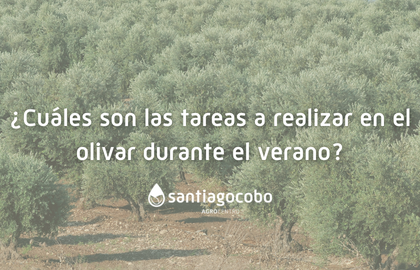 ¿Cuáles son las tareas a realizar en el olivar durante el verano