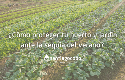 ¿Cómo proteger tu huerto y jardín ante la sequía del verano
