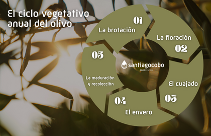 El_ciclo_vegetativo_anual_del_olivo El_ciclo_vegetativo_anual_del_olivo