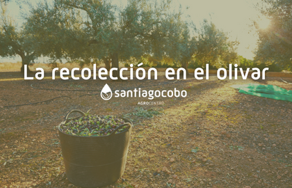 La recolección en el olivar La recolección en el olivar