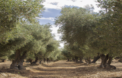 olivar_primavera